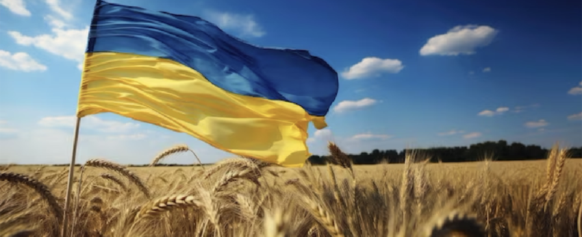 Ukrainian flag in a field of wheat.